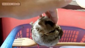 Сова   Смешные и милые Совы  Сборник