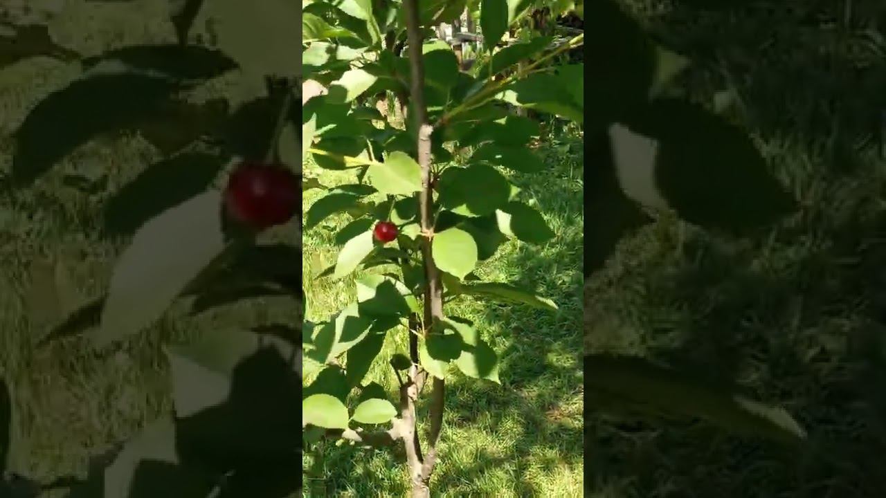 А на нашей вишенке всего три вишенкикто успел,тот и съел смотреть онлайн