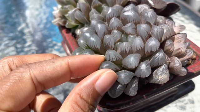 #4 July Daily #shorts - haworthia cooperi смотреть онлайн