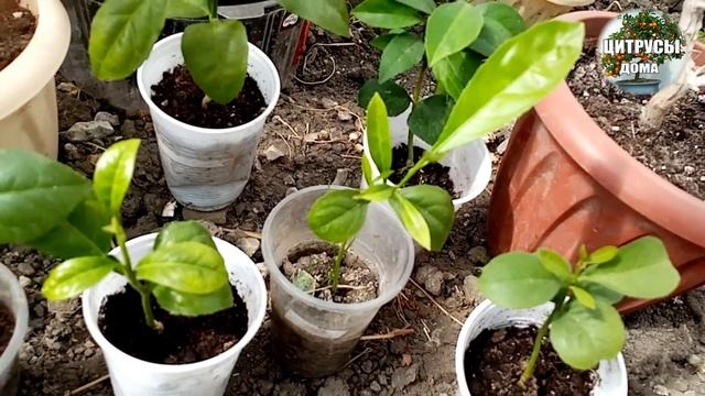 Домашние лимоны, мандарины и другие цитрусы - весений обзор смотреть онлайн