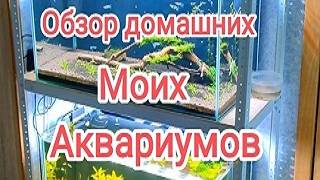 Обзор домашних моих аквариумов с креветками и рыбками смотреть онлайн