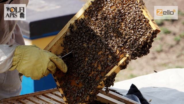 #Кашковский В.Г. Акклиматизация пород пчел смотреть онлайн