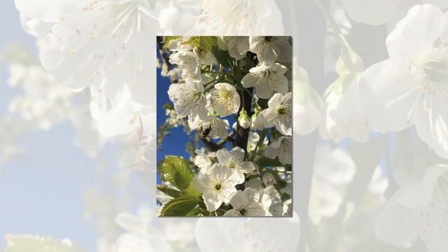 Цветут яблони и вишни смотреть онлайн