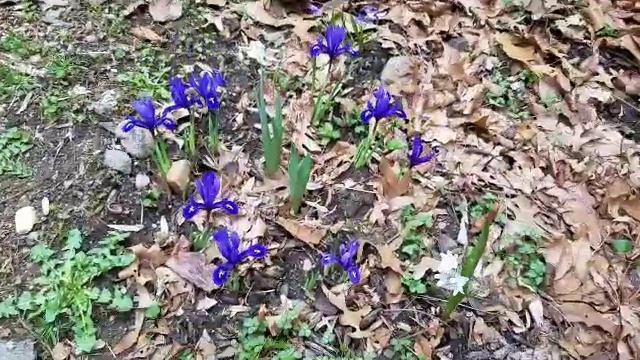 Planting Iris Harmony and Daffodil Lemon Beauty смотреть онлайн