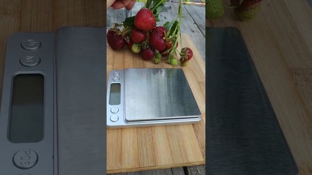 Сорт клубники 