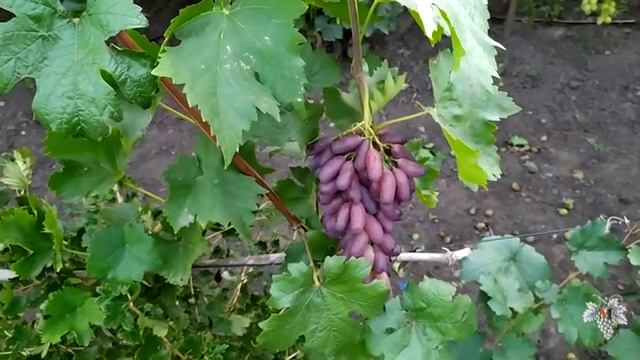 Виноград Маникюр Фингер. Урожай смотреть онлайн