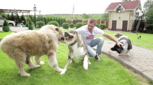 Dog-Star