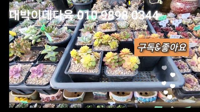 버클리금군생😍러블리로즈군생💞이쁜 아가들 보러오세요🙆대박이네다육 смотреть онлайн