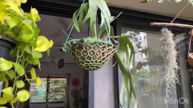 Tips To Lush Green Indoor Plants/Tips To Bushy Plants/#how To Make Indoor Plants Bushy