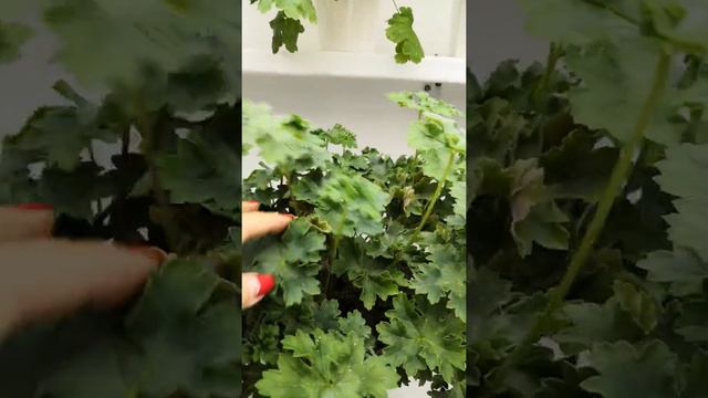 3 октября 2021 г. смотреть онлайн