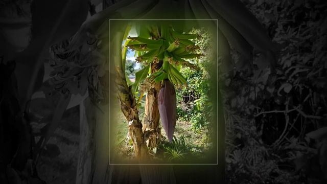 БАНАН и ЕГО ЦВЕТОК (Banana. Republica Dominicana) (1)
