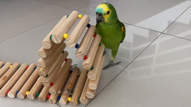 Existe papagaio MAIS lindo que esse ? Papagaio-verdadeiro bebê смотреть онлайн