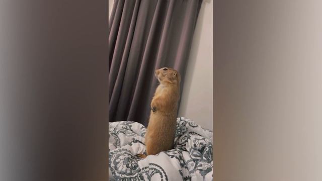 Funniest Cats 😹- Best Of The 2022 Funny Cat And Dog Videos 😂- Family Cats