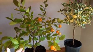 Каламондин. Мои растения, отзывы, дегустация.