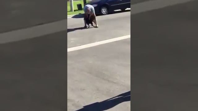 Sable reacts to see me after two weeks. Must put volume on