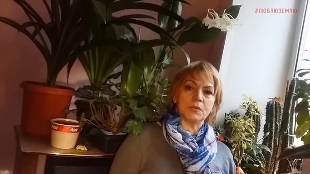 Эухарис или Амазонская лилия смотреть онлайн