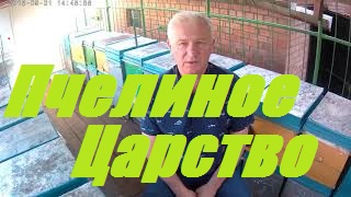 Вы такого не видели.Целый час пчелиная матка откладывает яйца вне улья.Pretty good wow. смотреть онлайн