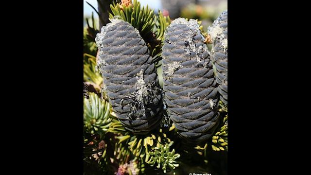 Abies lasiocarpa, Pinaceae (subalpine fir) смотреть онлайн