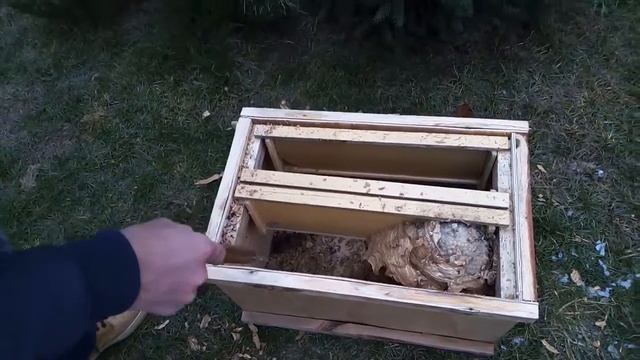 Ловушка для пчел. Кто там живет? Шершень, мышь فخ النحل عش الدبابير زنبور смотреть онлайн