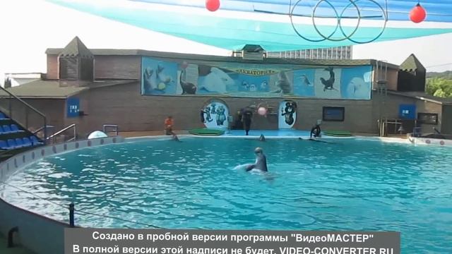 Sochi. delfinaryi смотреть онлайн