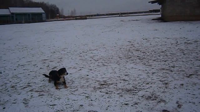 Муча и овцы смотреть онлайн