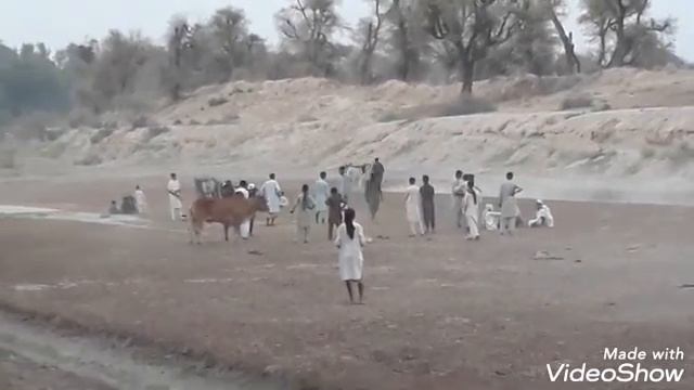 Sarwar khan bail race on sattar TV. смотреть онлайн
