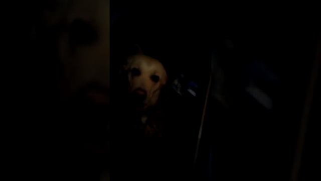 собака виновака смотреть онлайн