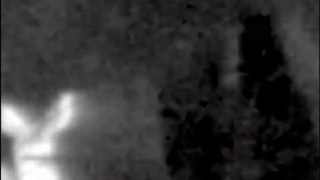 Pulsar Thermion XP50.Как заинтересовать косулю ? смотреть онлайн