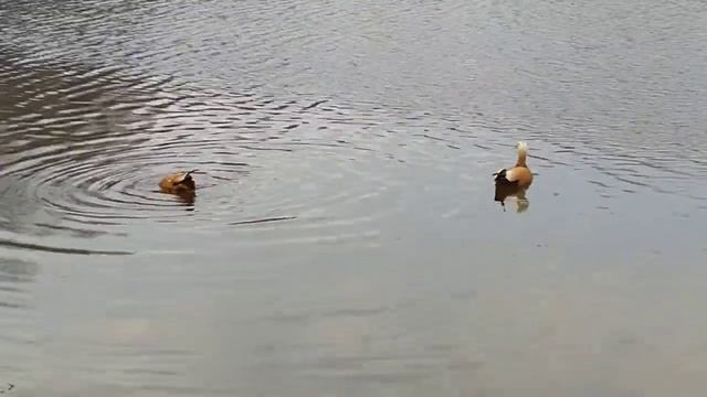 Утки огари/Патици огари/Ogari ducks 17.04.2021 #Лосиныйостров #лесопарк #уткиогари смотреть онлайн