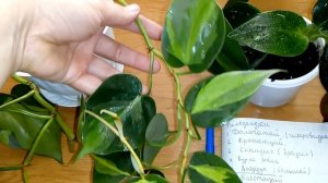 Комнатные цветы/растения. Мои самые неприхотливые  комнатные растения.