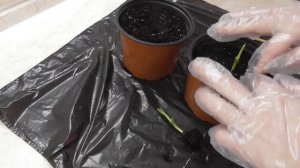 Пересадка ростков Стрелиции королевской