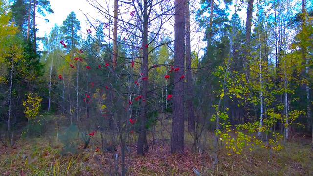 XIAOMI MI DRONE 4K РЕЛАКС "ОСЕННИЙ ЛЕС" смотреть онлайн