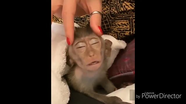 Смешные видео про животных и детей. Приколы собаками и кошками. смотреть онлайн