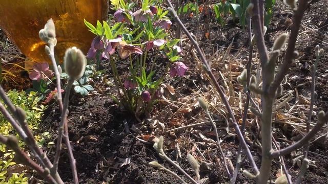 Magnolia Stellata Royal Star
