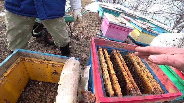 ПЧЕЛОСЕМЬЯ ОПОНОСИЛА УЛЕЙ, ЧТО СДЕЛАТЬ, КАК НАЙТИ ПРИЧИНУ И УСТРАНИТЬ ЕЁ. смотреть онлайн