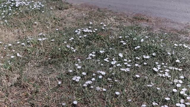 FIELD BINDWEED (Convolvulus arvensis) смотреть онлайн
