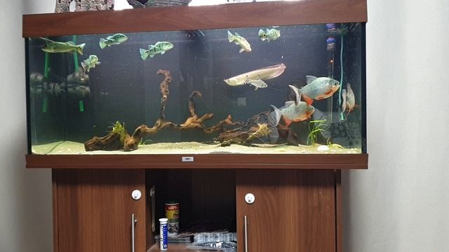 juwel Rio 240 смотреть онлайн