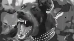 Светлана Копылова-про кота