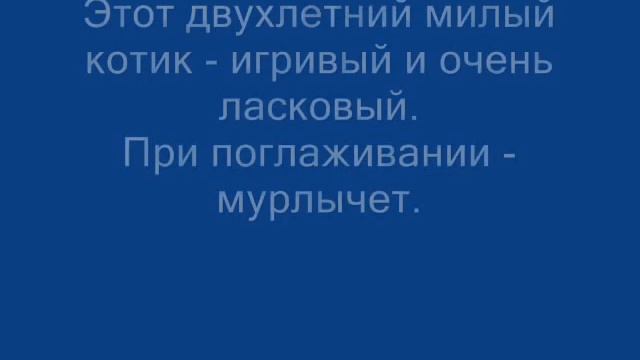 Милый котик. Ищем дом милому котику, которого зовут Мичман смотреть онлайн