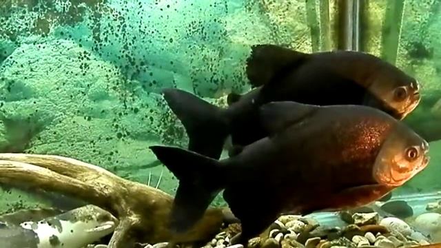 Пираньи Паку, Пиранья Красный Паку, Piaractus brachypomus, Красный Паку, Аквариум 320литров смотреть онлайн