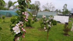 Нереальная яблоня//Колоновидная яблоня на штамбе