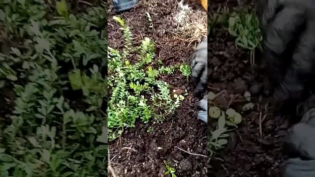 Правильная посадка клюквы крупноплодной, сорта: Пелигрим, Бен Лир, Эрли Блек - Ферма "Омская Ягода" смотреть онлайн