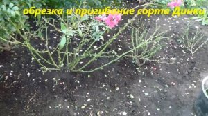 ОБРЕЗКА  и Пригибание мускусных роз Bouquet Parfait и Dinky.ПРАКТИЧЕСКИЙ МЕТОД !!!