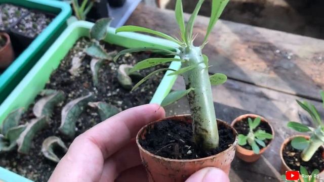 Growing #Pachypodium from Seeds | oct19 смотреть онлайн