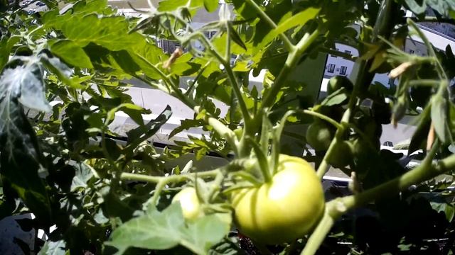 Что случилось с помидорами на балконе через месяц и удаленный капельный полив