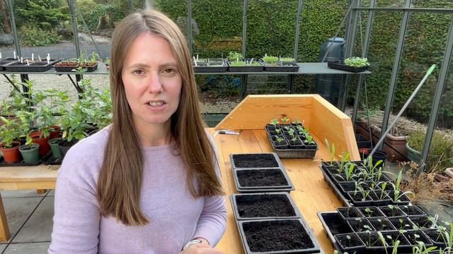 Perennial And Annual Flower Seeds To Sow In September And Cool Flower Update смотреть онлайн