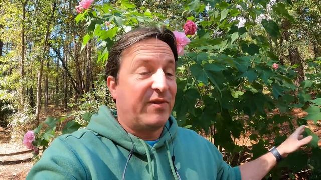 Confederate Rose: The Must-Have Fall Flower for Your Garden смотреть онлайн