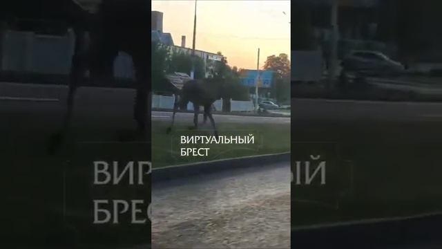 Опять говорят лось с утра по Бресту бегает. Совсем бесстрашный смотреть онлайн