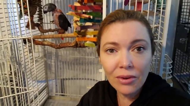 How I Got My Parrot to Stop Plucking Her Feathers | Bird Care смотреть онлайн