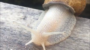 Улиточная ферма, так ли все легко и просто?